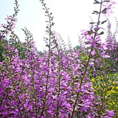 Fiori lilla con lunghi rami in estate