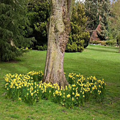Fiori ai piedi di un grande albero in estate