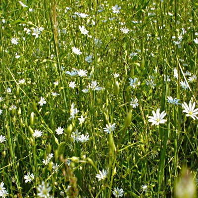 Piccoli fiorellini di campo bianchi in estate