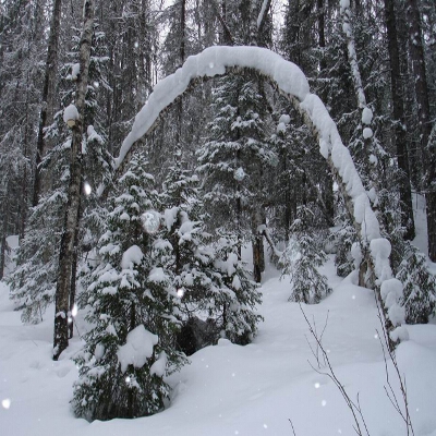 Neve sugli alberi nel bosco in inverno