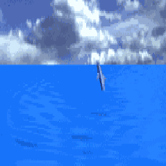 Delfini