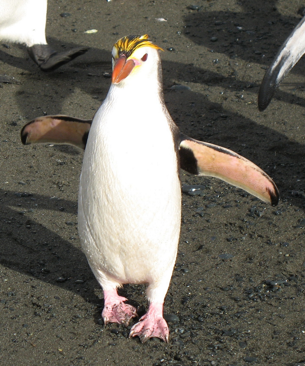 Pinguino reale o Eudipte della Nuova Zelanda