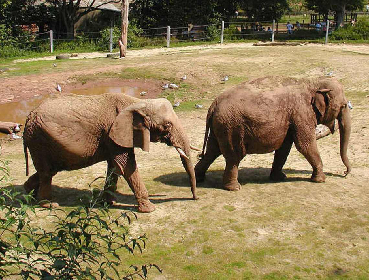 Elefante africano a sinistra e asiatico a destra