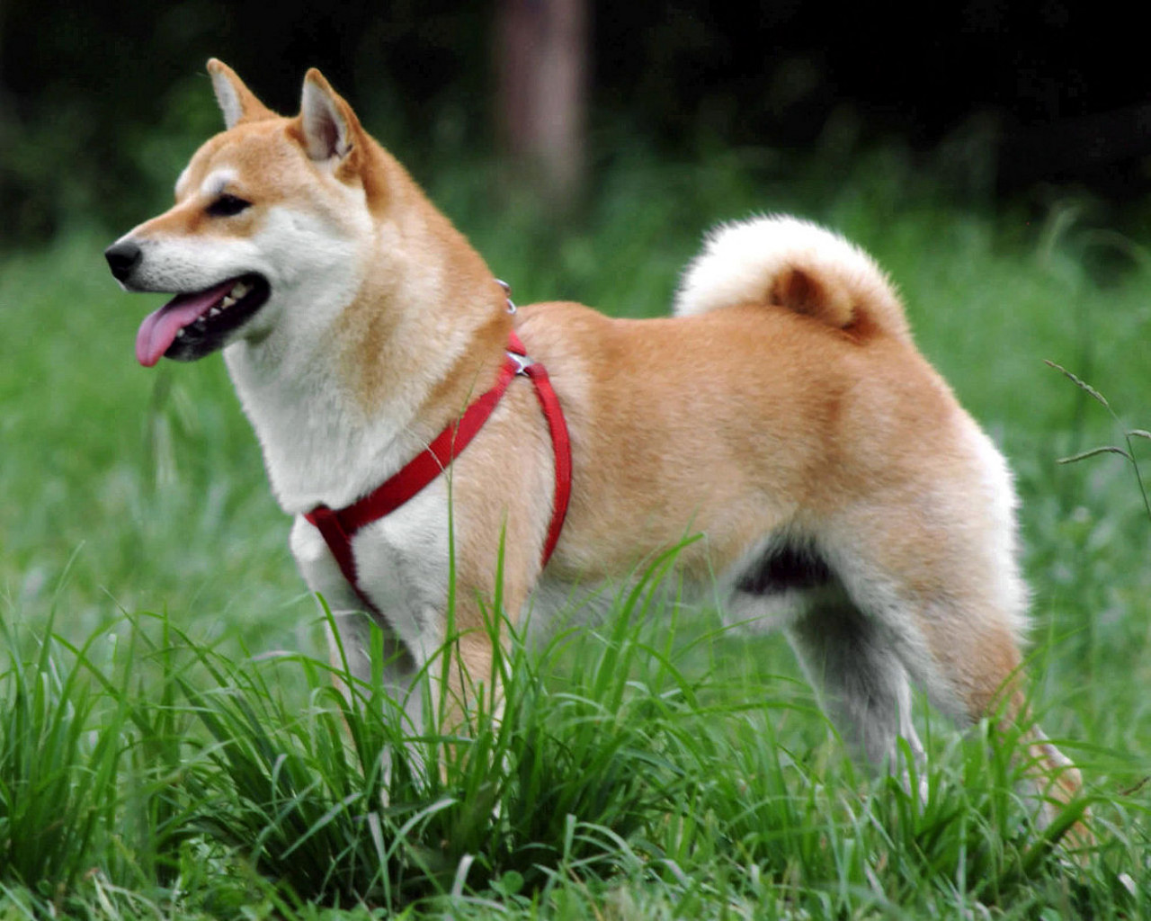 Cane di razza Shiba Inu