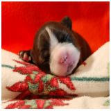 Cucciolo di cane di razza Boston Terrier