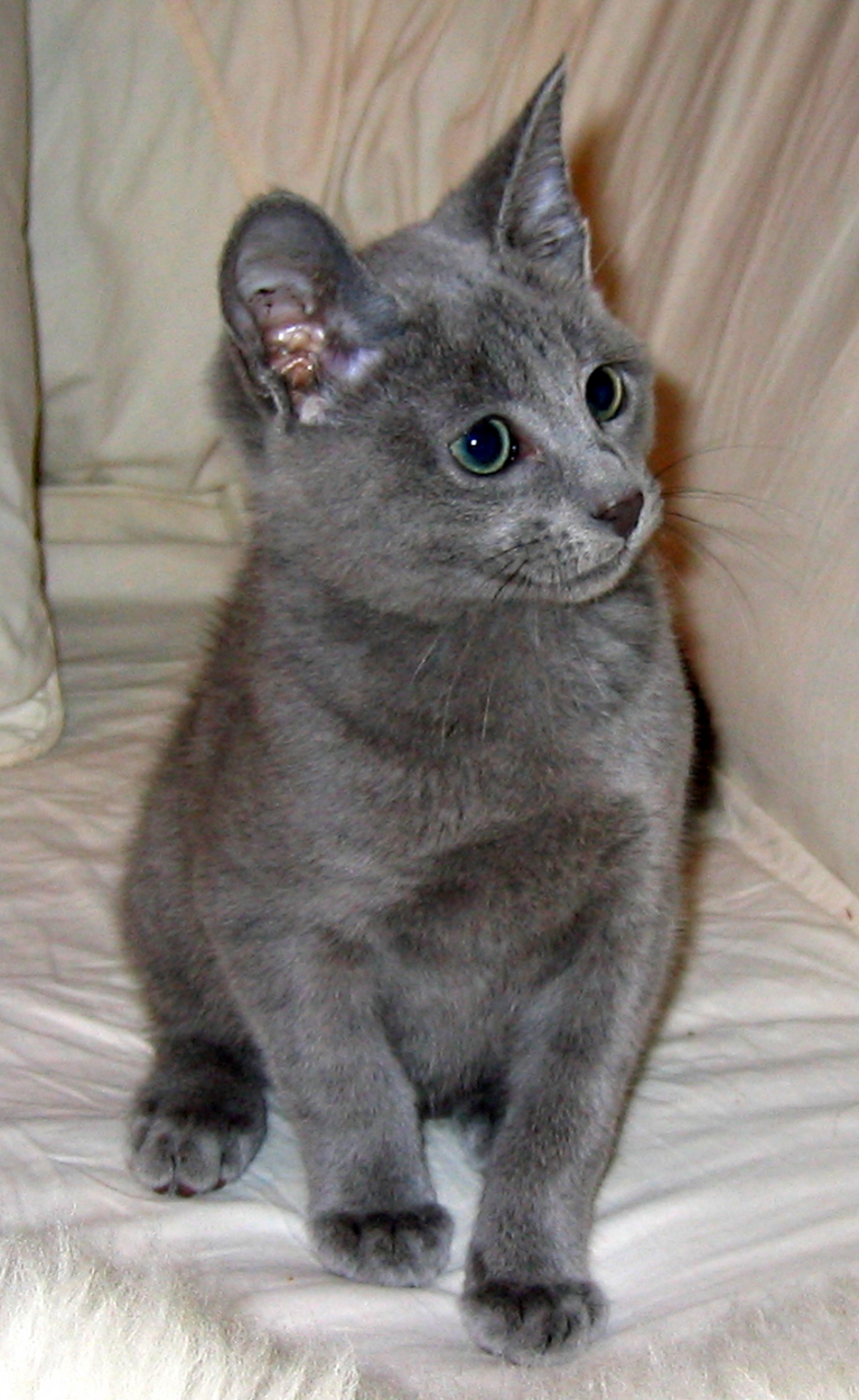 Gattino Blu di Russia