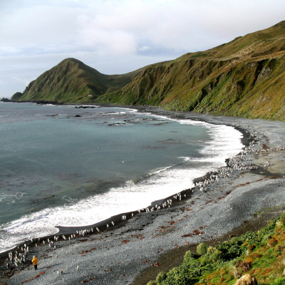 Macquarie Island in Tasmania - Australia
