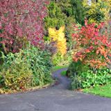 Alberi e cespugli dai caldi colori dell'autunno