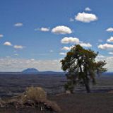 Albero solitario in una distesa arida