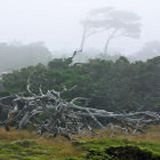 Alberi piegati dal vento