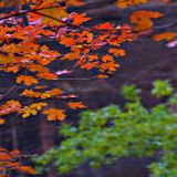 Foglie rosse d'autunno