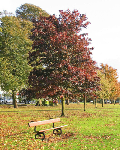 Panchina sotto l'albero d'autunno