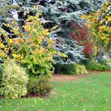 Tappeto di foglie cadute sul prato in autunno
