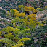 Alberi tra le montagne in autunno