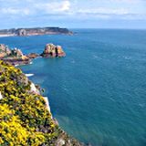 Fiori gialli sulla collina davanti al mare in estate