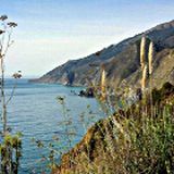 Alti fili di erba gialla davanti a un mare azzurro in estate