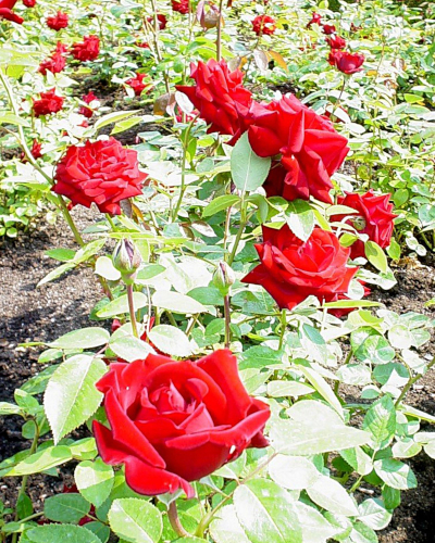 Splendite rose di un colore rosso intenso in estate