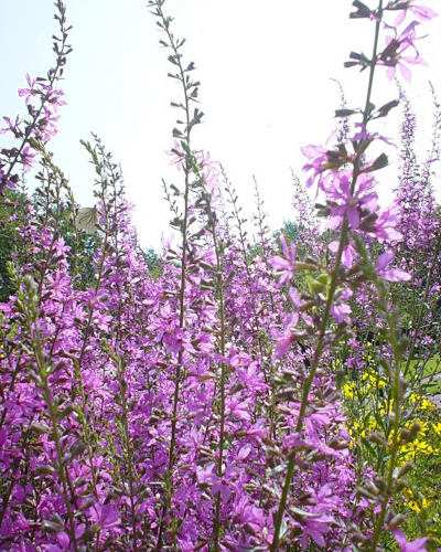 Fiori lilla con lunghi rami in estate