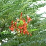 Fiori arancione in mezzo a lunghe foglie verdi in estate
