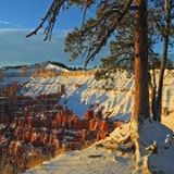 Grande albero sulla montagna innevata in inverno