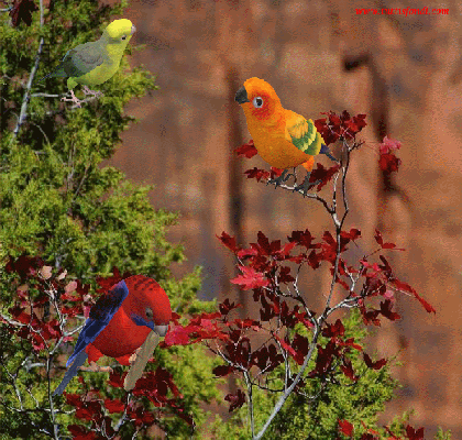Sfondo della Natura con uccelli sugli alberi
